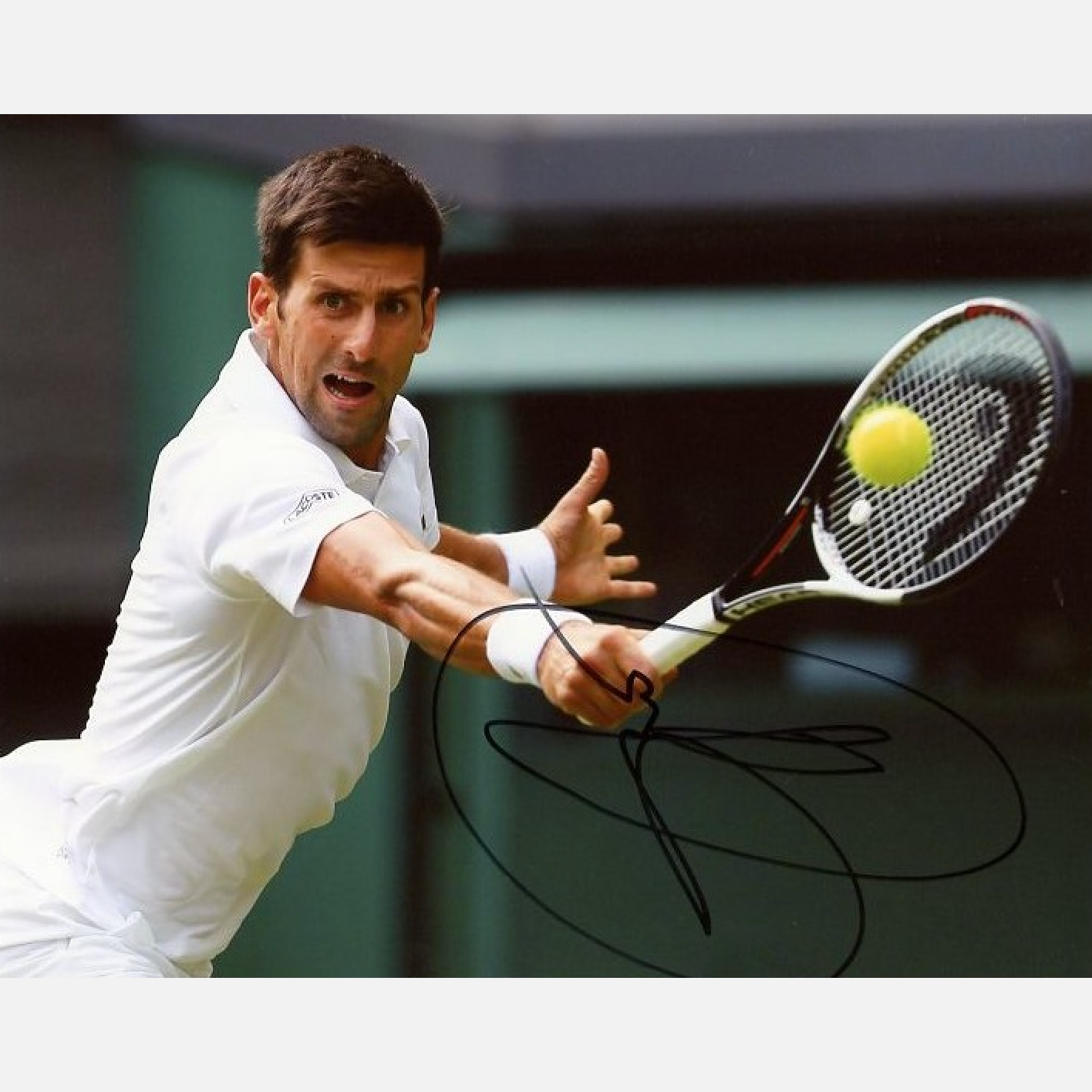 NOVAK DJOKOVIC autograph ACOA signed 8x10 photography TENNIS