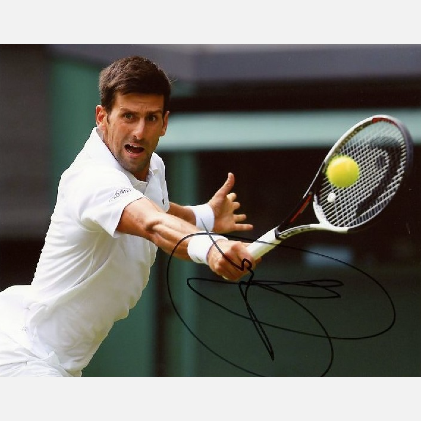 NOVAK DJOKOVIC autograph ACOA signed 8x10 photography TENNIS 8x10